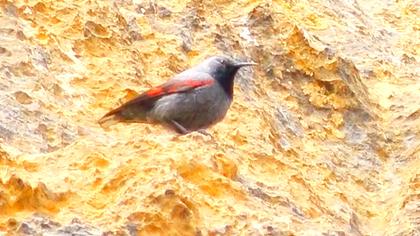 Duvar tırmaşıkkuşu