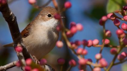 Akgerdanlı ötleğen