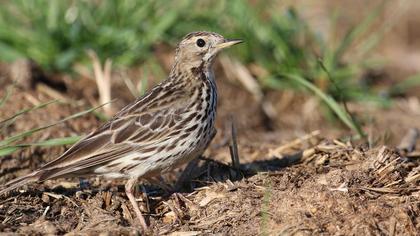 Kızılgerdanlı incirkuşu