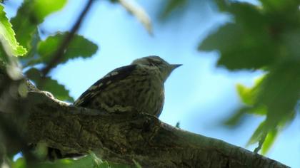 Küçük ağaçkakan