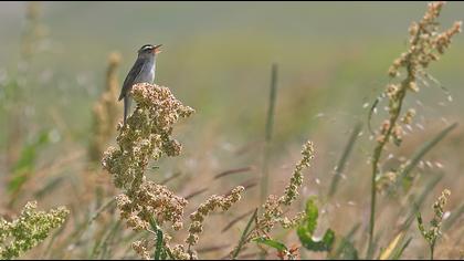 Kındıra kamışçını