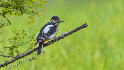 Orman alaca ağaçkakanı
