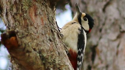 Orman alaca ağaçkakanı
