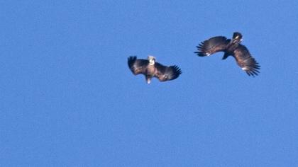 Küçük orman kartalı