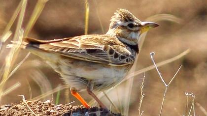 Küçük boğmaklı toygar