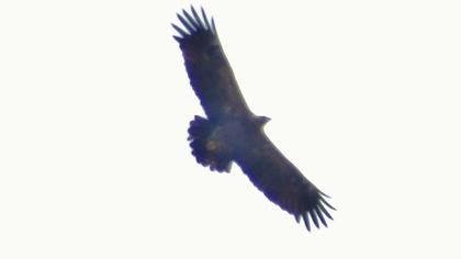 Küçük orman kartalı