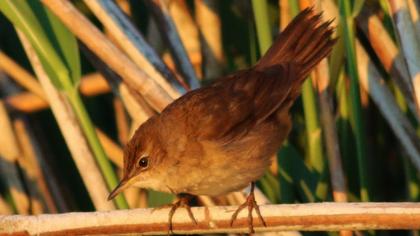 Bataklık kamışçını