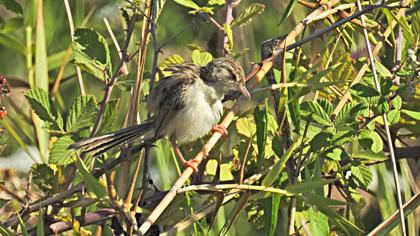 Dikkuyruklu ötleğen