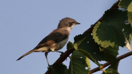 Küçük akgerdanlı ötleğen