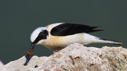 Karakulaklı kuyrukkakan