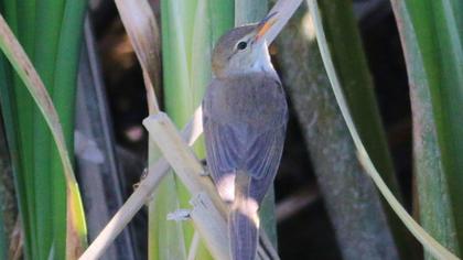 Büyük kamışçın