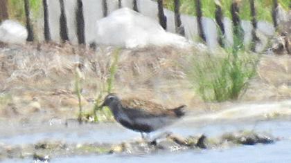 Karakarınlı kumkuşu