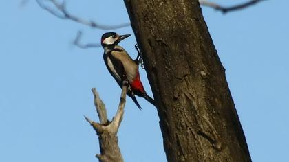 Orman alaca ağaçkakanı
