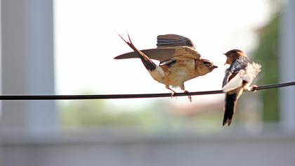 Kızıl kırlangıç