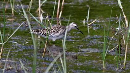 Orman düdükçünü