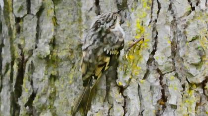 Orman tırmaşıkkuşu