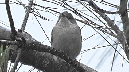 Küçük akgerdanlı ötleğen