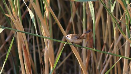 Bıyıklı kamışçın