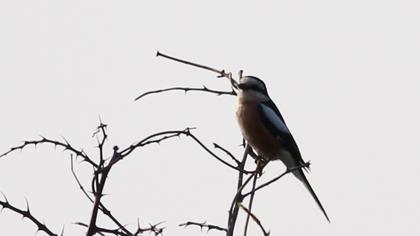 Maskeli örümcekkuşu