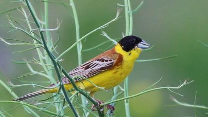 Karabaşlı kirazkuşu