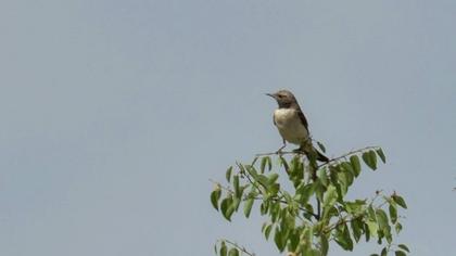 Aksırtlı kuyrukkakan