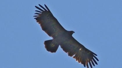 Büyük orman kartalı