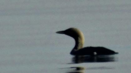 Karagerdanlı dalgıç