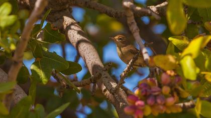 Akgerdanlı ötleğen