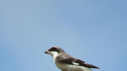 Karaalınlı örümcekkuşu