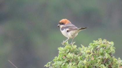 Kızılbaşlı örümcekkuşu