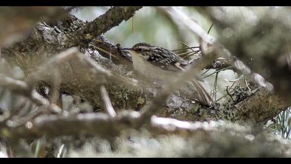 Orman tırmaşıkkuşu