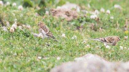 Sarıgagalı ketenkuşu