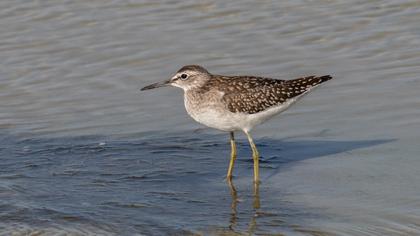 Orman düdükçünü