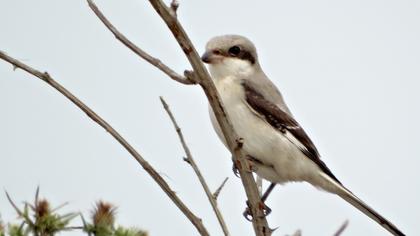 Karaalınlı örümcekkuşu