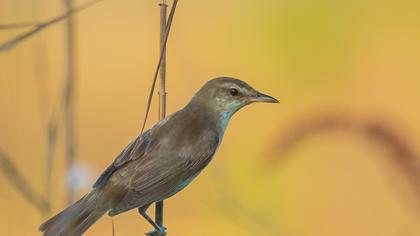 Büyük kamışçın