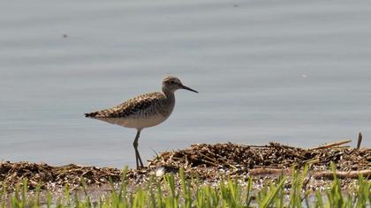 Orman düdükçünü