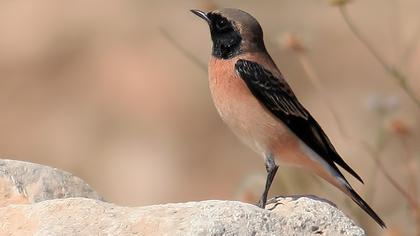 Karakulaklı kuyrukkakan