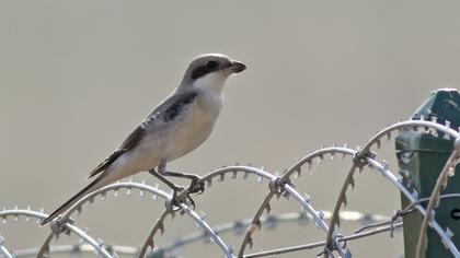Karaalınlı örümcekkuşu