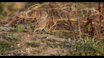 Türkistan çorak toygarı