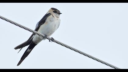 Kızıl kırlangıç