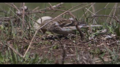 Sarıgagalı ketenkuşu