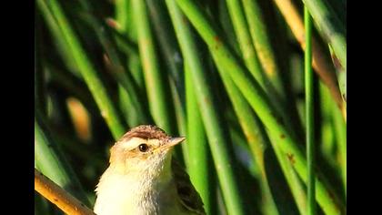 Kındıra kamışçını