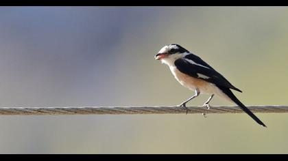 Maskeli örümcekkuşu