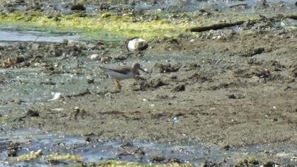 Terek düdükçünü