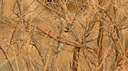 Akyanaklı baştankara