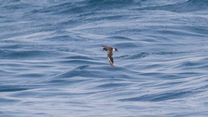 Fırtınakırlangıcı