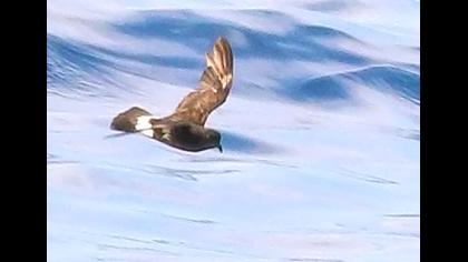 Fırtınakırlangıcı