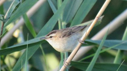Kındıra kamışçını