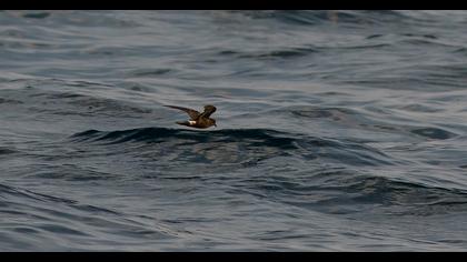 Fırtınakırlangıcı