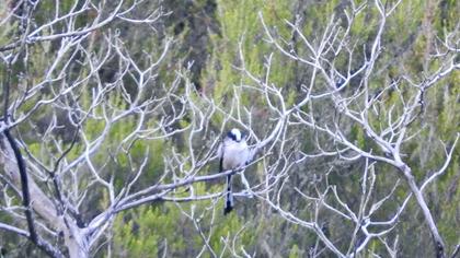 Uzunkuyruklu baştankara